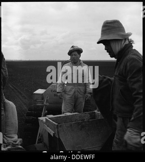 In der Nähe von Stockton, Kalifornien. Bauernhof Arbeiter des japanischen Geschlechtes auf groß angelegte Corporation Farm in th... 537596 Stockfoto