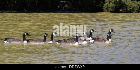 Kanadagänse (Branta canadensis), Schwimmen, den New Forest National Park, Hampshire, England, UK. Stockfoto