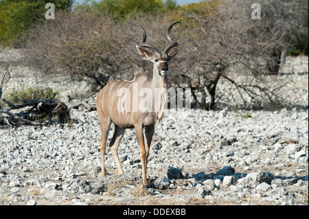 Größere Kudu (Tragelaphus Strepsiceros) männlich, stehend auf felsigen Boden, Etosha Nationalpark, Namibia Stockfoto