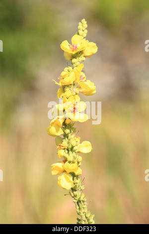 Gelbe Blüten in dicht blühende Königskerze (Verbascum Densiflorum). Ort: Männliche Karpaty, Slowakei. Stockfoto