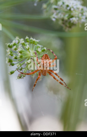 Überqueren Sie die Spinne im Netz Stockfoto