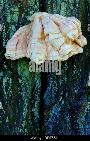 Hub Pilz wachsen auf einen Baumstamm. Pommern, Polen. Stockfoto