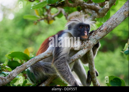 Tansania, Zanzibar Insel Unguja, Zanzibar roten Colobus Affen (Procolobus Badius Kirkii) Stockfoto