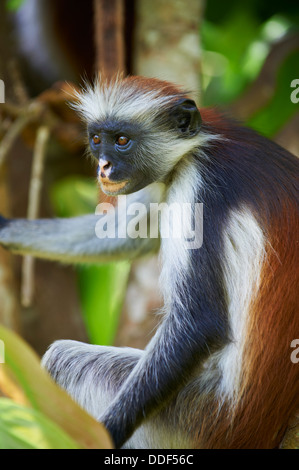 Tansania, Zanzibar Insel Unguja, Zanzibar roten Colobus Affen (Procolobus Badius Kirkii) Stockfoto