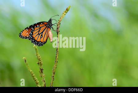 Schöner Königin Schmetterling (Danaus Gilippus Thersippus) thront auf einem Rasen-Stiel Stockfoto