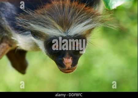 Tansania, Zanzibar Insel Unguja, Zanzibar roten Colobus Affen (Procolobus Badius Kirkii) Stockfoto