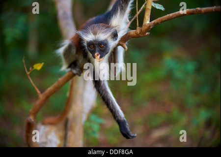 Tansania, Zanzibar Insel Unguja, Zanzibar roten Colobus Affen (Procolobus Badius Kirkii) Stockfoto