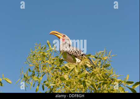 Östlichen gelb-billed Hornbill (Tockus Flavirostris) Früchte aus einem üppigen Busch, Kunene Region, Namibia Stockfoto