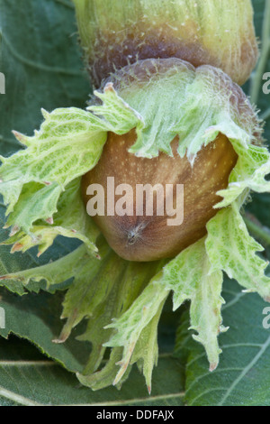 Reifen Haselnüsse in Schale, Zweig ' Corylus Avellana. Stockfoto