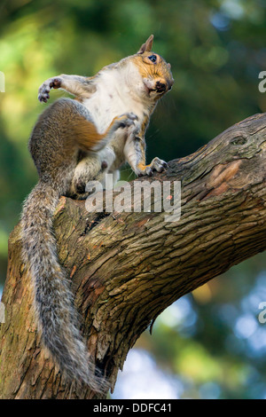 Grauhörnchen - Sciurus carolinensis Stockfoto