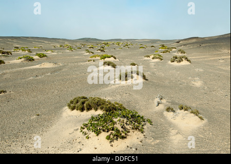 Sanddünen mit spärlicher Vegetation, Skeleton Coast Nationalpark, Namibia Stockfoto