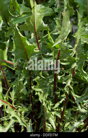 Roten Löwenzahn Blätter - USA Stockfoto