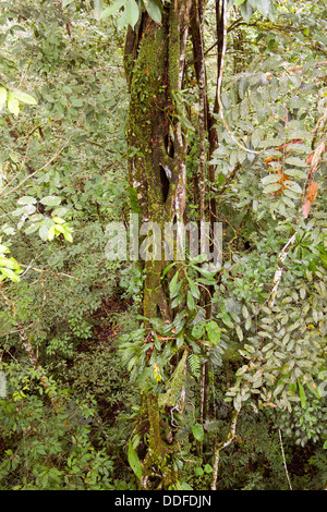 Aussicht über eine Würgefeige Baum im tropischen Regenwald in Ecuador, von einem hohen Aussichtspunkt in einem Baldachin Turm gesehen Stockfoto