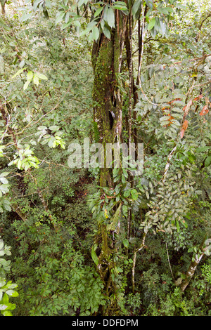 Aussicht über eine Würgefeige Baum im tropischen Regenwald in Ecuador, von einem hohen Aussichtspunkt in einem Baldachin Turm gesehen Stockfoto