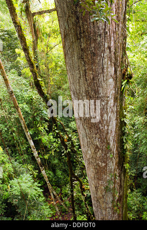 Baumstamm riesige Ceibo (Ceiba Pentandra) ist von einem Baldachin-Turm von oben gesehen. Im Regenwald von Ecuador Stockfoto