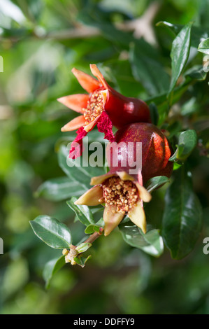 Granatapfel Baum Blume Stockfoto