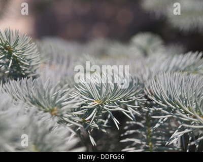 Zweige der Blaufichten im Botanischen Garten. Russland Stockfoto