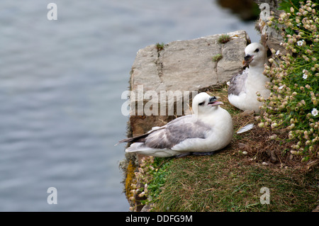 Ein paar der Eissturmvogel (Fulmarus Cyclopoida) auf einem Felsvorsprung in Stronsay, Orkney. Stockfoto