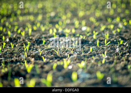 Mais-Sämlinge auf einem Feld Stockfoto