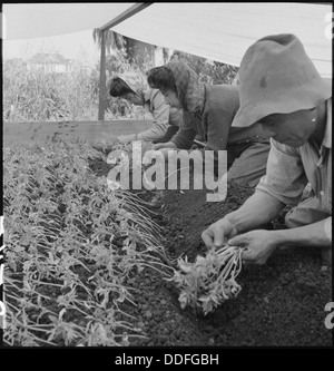 San Leandro, Kalifornien. Familie Arbeit Umpflanzen junge Tomatenpflanzen im Zelt ca. zehn Tage... 536436 Stockfoto