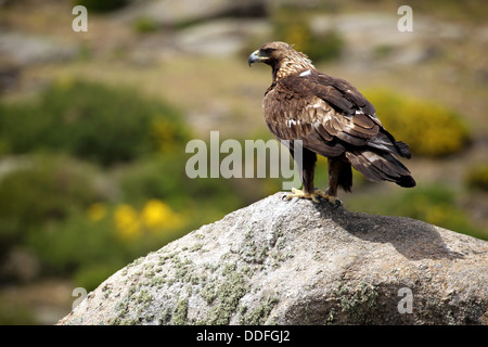 Steinadler (Aquila Chrysaetos) thront auf Felsen Stockfoto