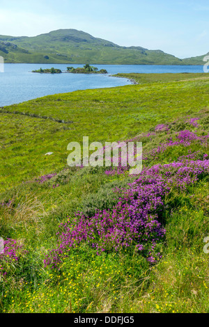 Lila Heidekraut mit See und Insel, Gairloch, Nordwesten Schottlands Stockfoto