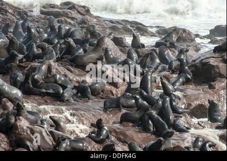 Nass Cape Dichtungen (Arctocephalus percivali) am felsigen Ufer mit brechen Wellen, Cape Cross, Namibia Stockfoto