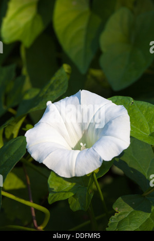 Größere Ackerwinde Blume Stockfoto