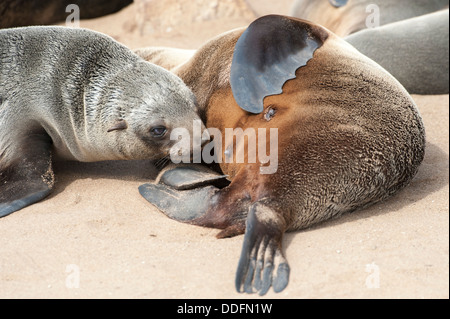 Nahaufnahme von einem weiblichen Cape Seebär (Arctocephalus percivali) Fütterung ihres Welpen, Cape Cross Robbenkolonie, Namibia. Stockfoto