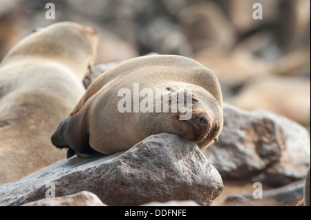 Kap-Dichtung (Arctocephalus percivali) schlafen auf einem Felsen, Cape Cross, Namibia Stockfoto