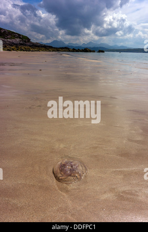 Lila Quallen angespült am Sandstrand, Gairloch, Nordwesten Schottlands, Stockfoto