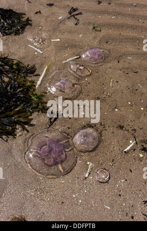 Lila Quallen am Sandstrand, Gairloch, Nordwesten Schottlands Stockfoto