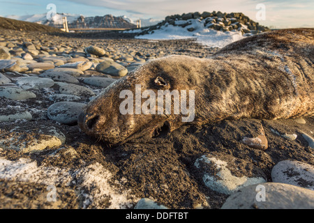 Toten Dichtung Breidamerkursandur Sander schlicht, Island Stockfoto