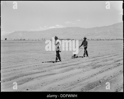 Manzanar Relocation Center, Manzanar, Kalifornien. Hank Oba, 19 (links), und Ken Oba, 20, Brüder fr... 538478 Stockfoto