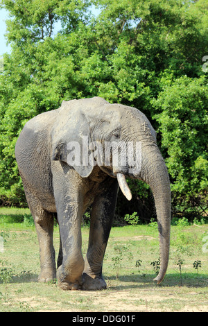 Männlichen afrikanischen Bush Elefant Loxodonta africana Stockfoto