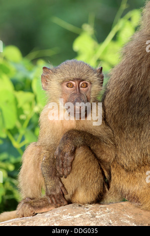 Olive Baboon Papio Anubis baby Stockfoto