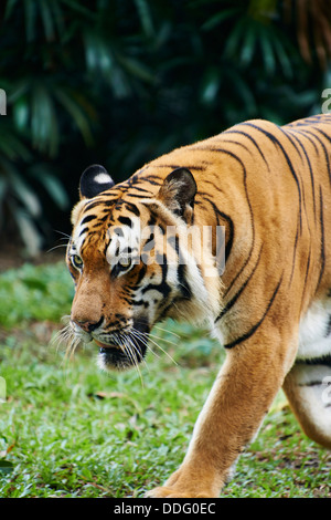 Malaysia, Selangor Zustand, Kuala Lumpur Tiger im Zoo von Negara Stockfoto