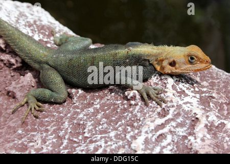 Unter der Leitung von Red Rock Agama männlich-Agama agama Stockfoto