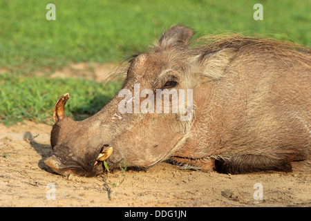 Warzenschwein Phacochoerus africanus Stockfoto