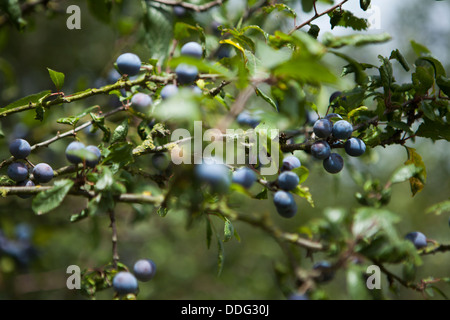 Prunus Spinosa, Schlehe oder Schlehe Beeren wachsen im September in der Nähe von Margaretting, Essex. Stockfoto