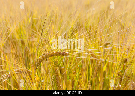 Schöne Gerste Ernte Stockfoto