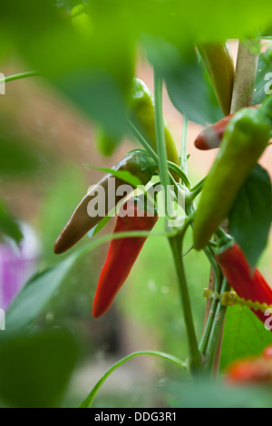 Chilischoten, die Reifung in einem inländischen Gewächshaus, Essex Stockfoto