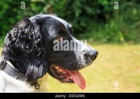 Seite Porträt eines reinrassigen nach schwarzen und weißen English Springer Spaniel hund Mit herausgestreckter Zunge in einem Garten hängen. England Großbritannien Großbritannien Stockfoto