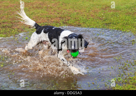 Einen nassen Schwarzen und Weißen nach English Springer Spaniel hund Spaß in einer Pfütze von Wasser mit einer Kugel läuft. England, Großbritannien, Großbritannien Stockfoto