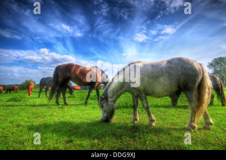 Schöne Pferde in einem Feld. Stockfoto