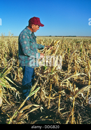 Landwirt kontrollierenden Maisfeld, Missernten aufgrund der Trockenheit. Stockfoto