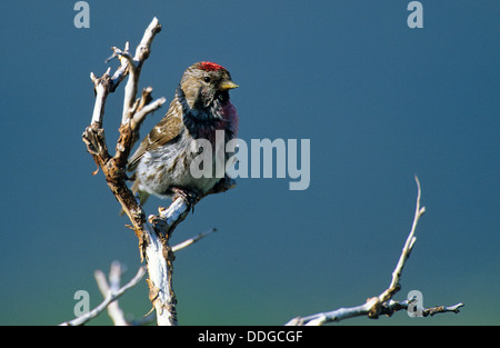 Gemeinsamen Redpoll, Männlich, Männchen, Birken-Zeisig, Birkenzeisig, Zeisig, Zuchtjahr Flammea Flammea, Acanthis Flammea Flammea Stockfoto