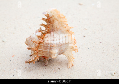 Muschel am Ufer Stockfoto