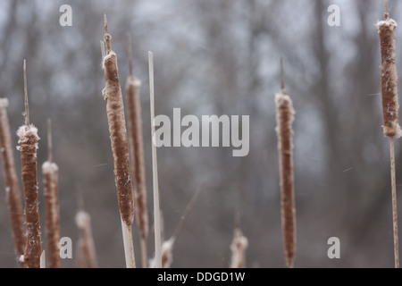 braune Blätter mit Katze Schwänzen Stockfoto