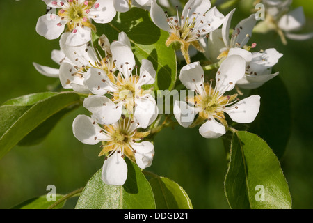 Birnbaum, Birne, Birne, Birnbaum, Kultur-Birne, Kulturbirne, Garten-Birnbaum, Obstbaum, Pyrus Communis, Poirier commun Stockfoto